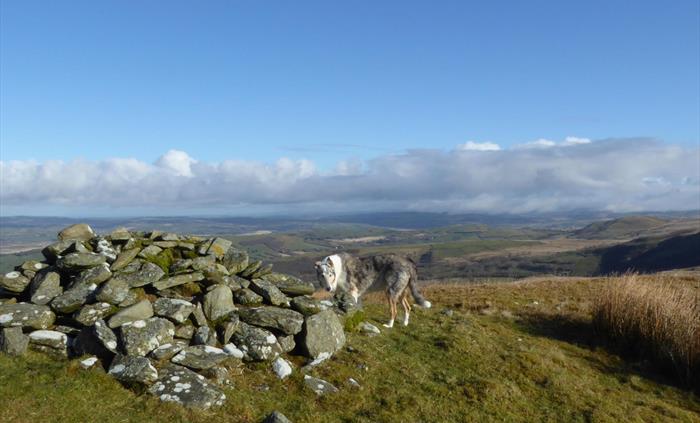 A dog on top of mountain on a dog walk walk from Y Granar with a view of the Cambrian Mountains.